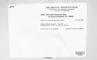 Image of Ravenelia hieronymi